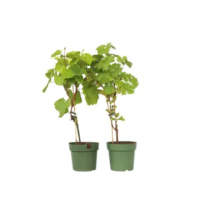 Vinska trta - 2 kos - Vitis 'Himrod', Vitis 'Vanessa' - Višina 60-75cm - ⌀21cm
