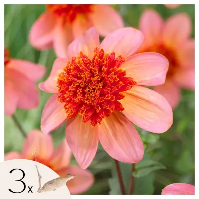 Korenine dalije - 3 kos - Dahlia 'Totally Tangerine' - Cvetne čebulice - Oranžna