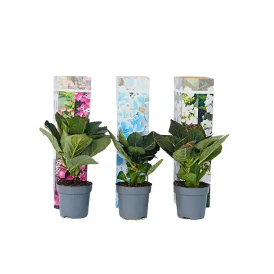 Hortenzija - 3 kos - Hydrangea macrophylla - Višina 25-40cm - ⌀9cm