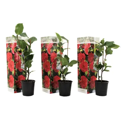 Japonska kamelija - 3 kos - Camellia japonica 'Campbell' - Višina 25-40cm - ⌀9cm