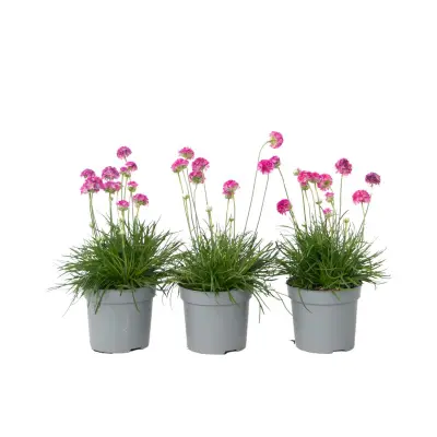 Navadni pečnik - 3 kos - Armeria maritima 'Deep Rose' - Višina 20-30cm - ⌀12cm