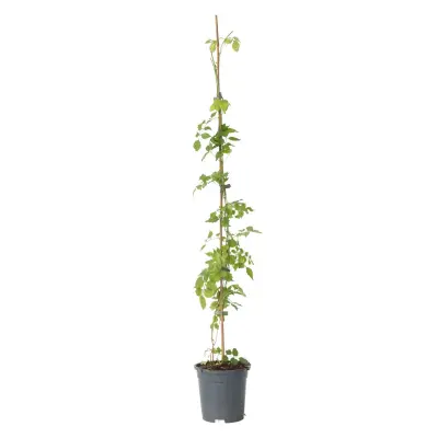Jasminova troblja - Campsis radicans - Višina 110-120cm - ⌀17cm