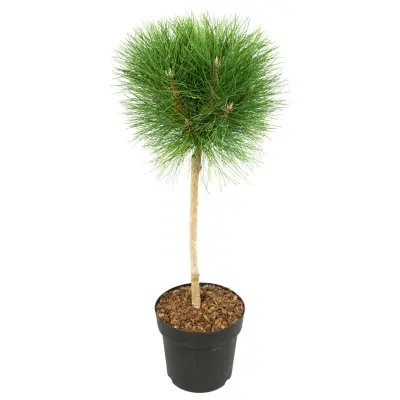 Bor - Pinus 'Summer Breeze' - Višina 70-80cm - ⌀24cm