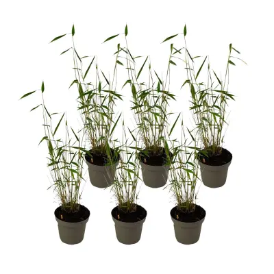 Bambus - 6 kos - Fargesia papyrifera 'Blue Dragon' - Višina 30-40cm - ⌀13cm