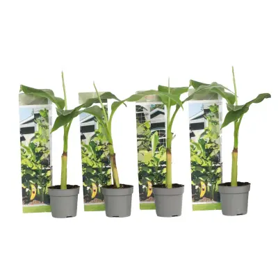 Japonski bananovec - 4 kos - Musa basjoo - Višina 25-40cm - ⌀9cm