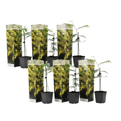Mimoza - 6 kos - Mimosa dealbata - Višina 25-40cm - ⌀9cm
