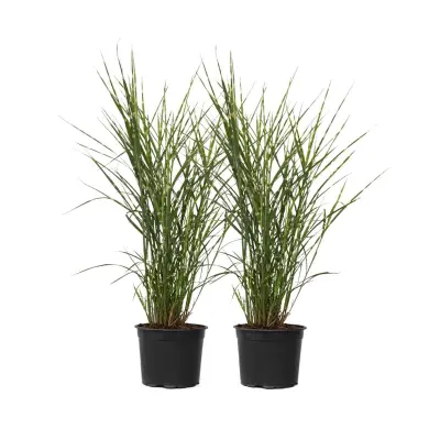 Kitajski trstikovec - 2 kos - Miscanthus 'Zebrinus' - Višina 20-30cm - ⌀23cm