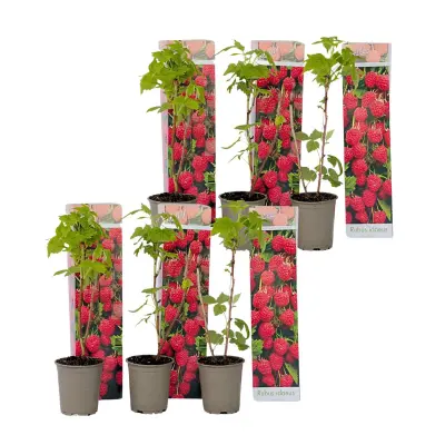 Rastlina maline - 6 kos - Rubus ideaus 'Autumn Bliss' - Višina 25-40cm - ⌀9cm