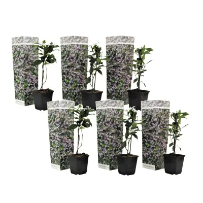 Zvezdasti jasmin - 6 kos - Trachelospermum jasminoides - Višina 25-40cm - ⌀9cm