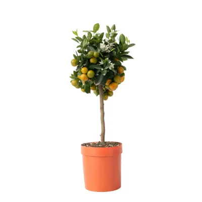 Kalamondin - Citrus mitis 'Calamondin' - Višina 55-65cm - ⌀19cm