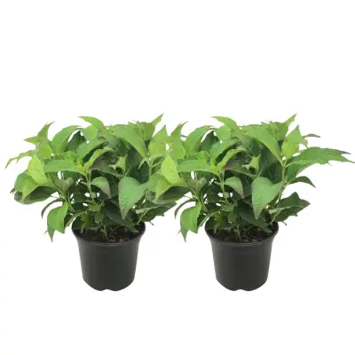 Hortenzija - 2 kos - Hydrangea serrata 'Summerglow' - Višina 25-40cm - ⌀19cm