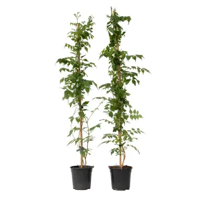 Jasminova troblja - 2 kos - Campsis 'Mme Galen' - Višina 110-120cm - ⌀17cm
