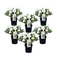 Črni teloh - 6 kos - Helleborus niger 'Mont Blanc' - Višina 20-30cm - ⌀12cm