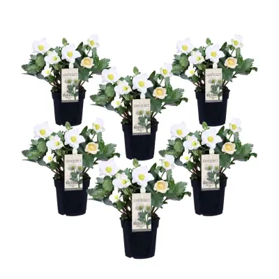 Črni teloh - 6 kos - Helleborus niger 'Mont Blanc' - Višina 20-30cm - ⌀12cm