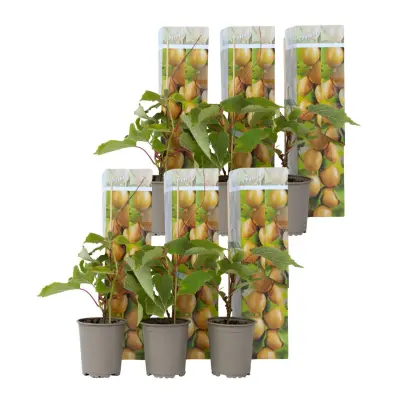 Kivi - 6 kos - Actinidia deliciosa 'Jenny' - Višina 20-40cm - ⌀9cm