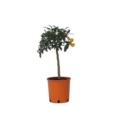Kalamondin Calamansi - 2 kos - Citrus microcarpa 'Kumquat' - V50-60cm - ⌀19cm