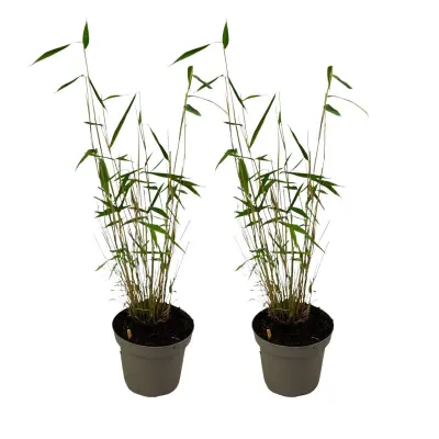 Bambus - 2 kos - Fargesia papyrifera 'Blue Dragon' - Višina 30-40cm - ⌀13cm