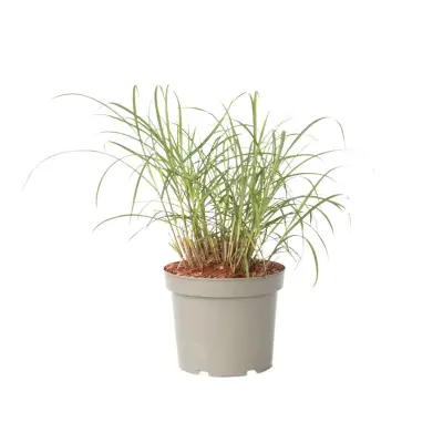 Kitajski trstikovec - Miscanthus sinensis 'Red Chief' - Višina 40-60cm - ⌀23cm
