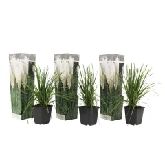 Pampaška trava - 3 kos - Cortaderia selloana - Višina 25-40cm - ⌀9cm