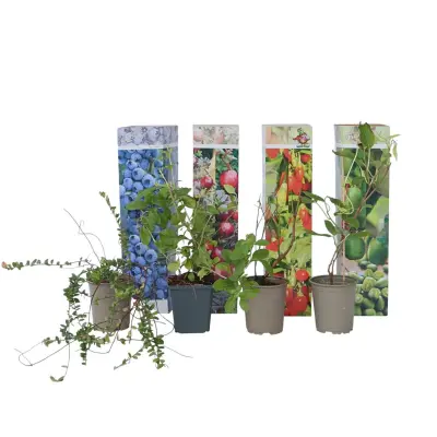 Mešanica za smoothie - 4 kos - Actinidia, Vaccinium, Lycium - V25-40cm - ⌀9cm