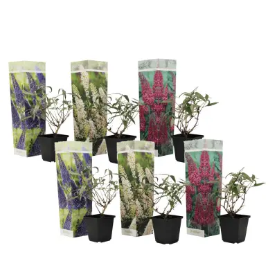Davidov metuljnik - 6 kos - Buddleja davidii - Višina 25-40cm - ⌀9cm