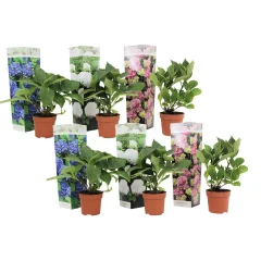 Hortenzija - 6 kos - Hydrangea macrophylla - Višina 25-40cm - ⌀10,5cm