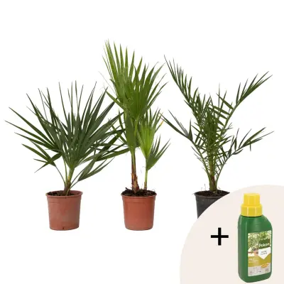 Vrtne palme - 3 kos - Phoenix,Chamaerops,Washingtonia - Višina 50-70cm - ⌀15cm