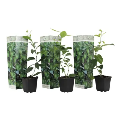 Limeta - 3 kos - Citrus aurantifolia - Višina 25-40cm - ⌀9cm