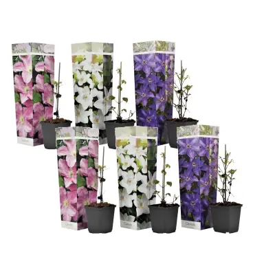 Srobot - 6 kos - Clematis hybrid - Višina 25-40cm - ⌀9cm