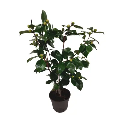 Japonska kamelija - Camellia japonica 'Bonomiana' - Višina 50-60cm - ⌀15cm