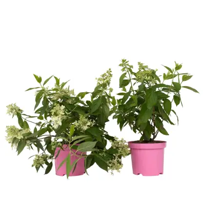 Hortenzija - 2 kos - Hydrangea paniculata 'Confetti' - Višina 25-40cm - ⌀19cm