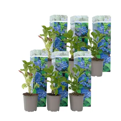 Hortenzija - 6 kos - Hydrangea macrophylla 'Early Blue' - Višina 25-40cm - ⌀9cm
