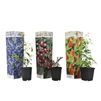 Mešanica super sadja - 3 kos - Actinidia, Vaccinium - Višina 25-40cm - ⌀9cm