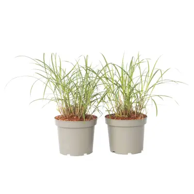 Kitajski trstikovec - 2 kos - Miscanthus sinensis 'Red Chief' - V40-60cm - ⌀23cm