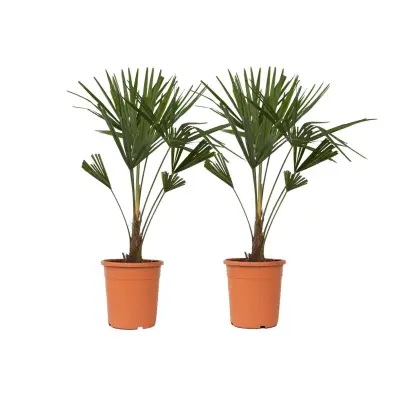 Visoka žumara - 2 kos - Trachycarpus Fortunei - Višina 65-75cm - ⌀21cm