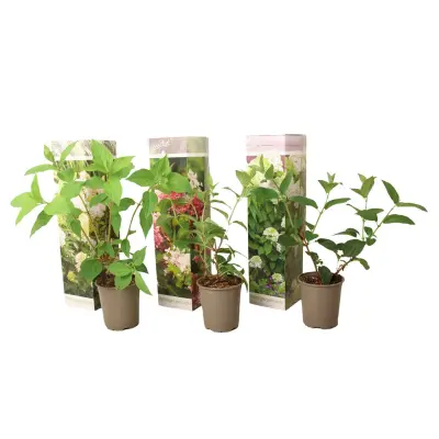 Hortenzija - 3 kos - Hortensia paniculata - Višina 25-35cm - ⌀9cm