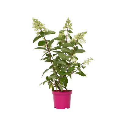 Hortenzija - Hydrangea paniculata 'Pinky Winky' - Višina 25-40cm - ⌀19cm