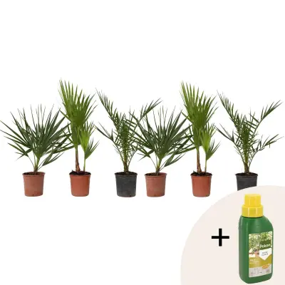 Vrtne palme - 6 kos - Phoenix,Chamaerops,Washingtonia - Višina 50-70cm - ⌀15cm