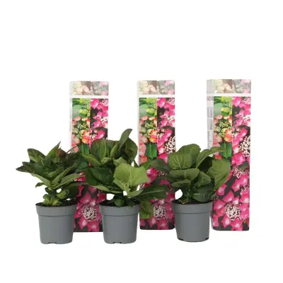 Hortenzija - 3 kos - Hydrangea macrophylla teller 'Red Bull' - V25-40cm - ⌀9cm