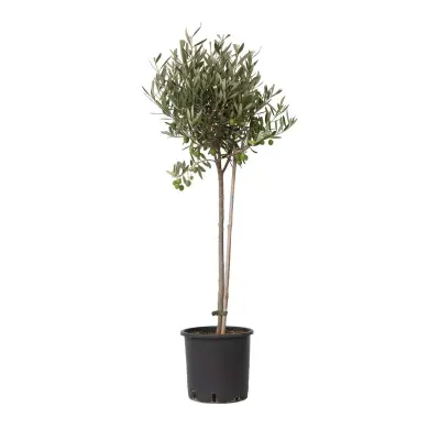 Oljka - Olea europaea - Višina 80-90cm - ⌀19cm