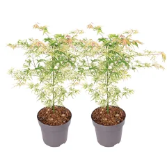 Japonski javor - 2 kos - Acer palmatum 'Ukigumo' - Višina 50-60cm - ⌀19cm