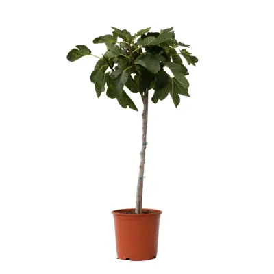 Figa - Ficus Carica - Višina 70-90cm - ⌀21cm