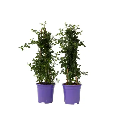 Koprivček - 2 kos - Ceanothus thyrsiflorus Repens - Višina 60-70cm - ⌀17cm