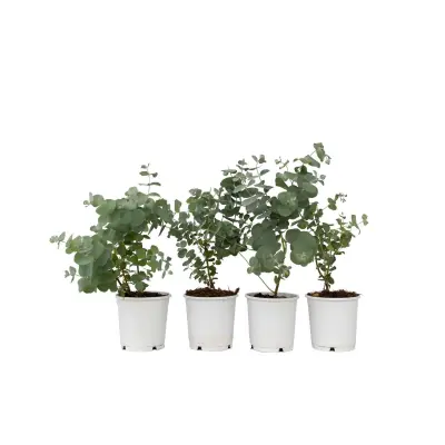 Evkalipt - 6 kos - Eucalyptus 'Pulverulenta' - Višina 25-40cm - ⌀12cm