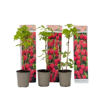 Rastlina maline - 3 kos - Rubus ideaus 'Autumn Bliss' - Višina 25-40cm - ⌀9cm