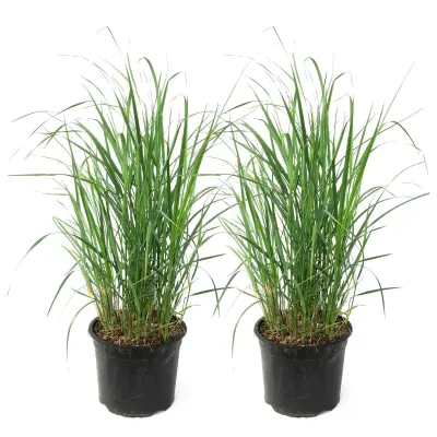 Šašulica - 2 kos - Calamagrostis 'Karl Foerster' - Višina 40-60cm - ⌀23cm