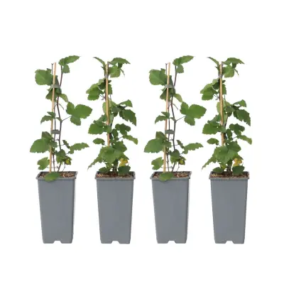 Rdeči ribez - 4 kos - Ribes rubrum 'Jonkheer van Tets' - Višina 50-60cm - ⌀15cm
