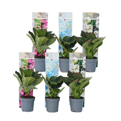 Hortenzija - 6 kos - Hydrangea macrophylla - Višina 25-40cm - ⌀9cm