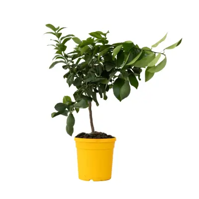 Limona - Citrus limon - Višina 60-70cm - ⌀19cm