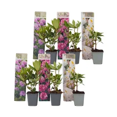 Rododendron - 6 kos - Rhododendron catawbiense - Višina 25-40cm - ⌀9cm